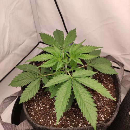 Lepkavá brokolice. Week 3