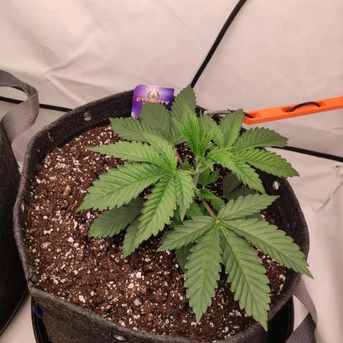 Lepkavá brokolice. Week 3