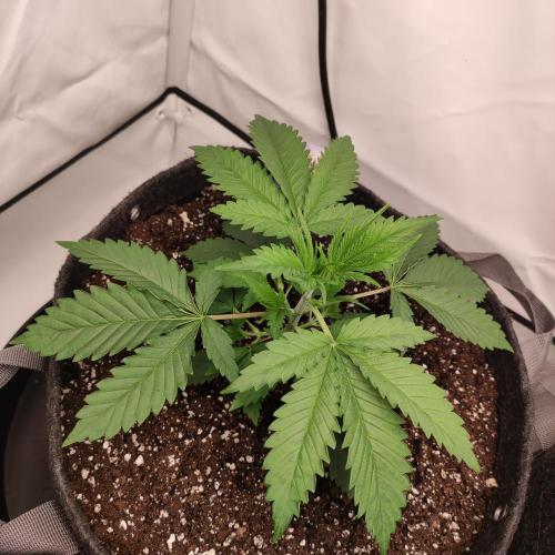 Lepkavá brokolice. Week 3