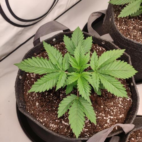 Lepkavá brokolice. Week 3