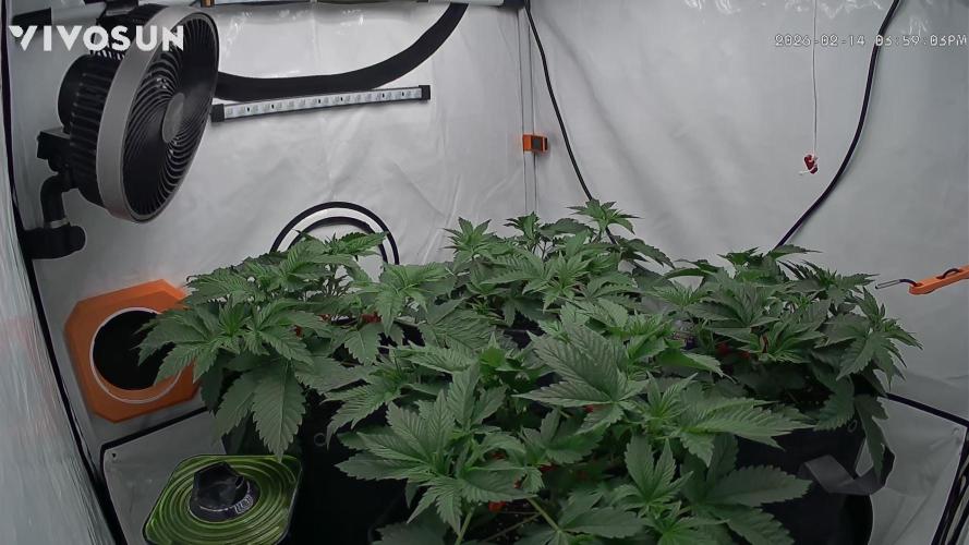 Lepkavá brokolice. Week 4