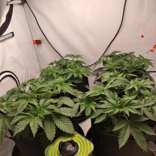 Lepkavá brokolice. Week 4