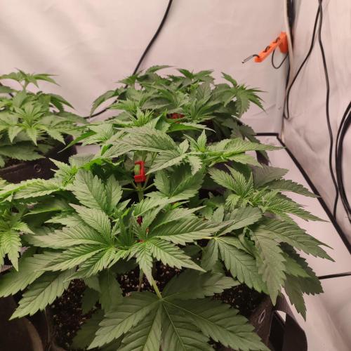 Lepkavá brokolice. Week 4