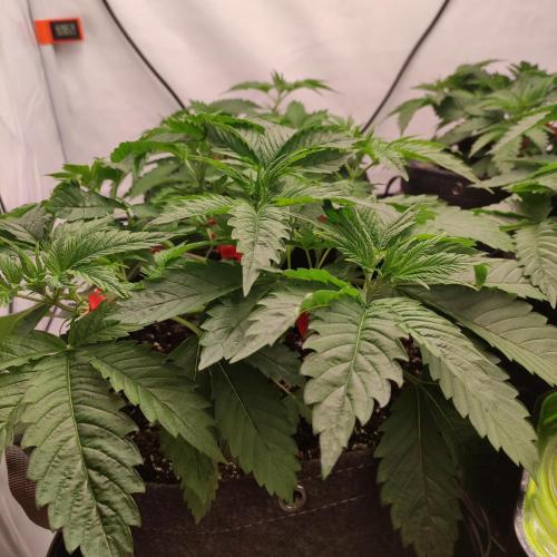 Lepkavá brokolice. Week 4