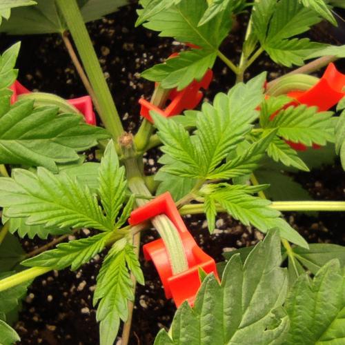 Lepkavá brokolice. Week 4