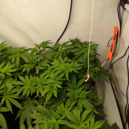 Lepkavá brokolice. Week 5