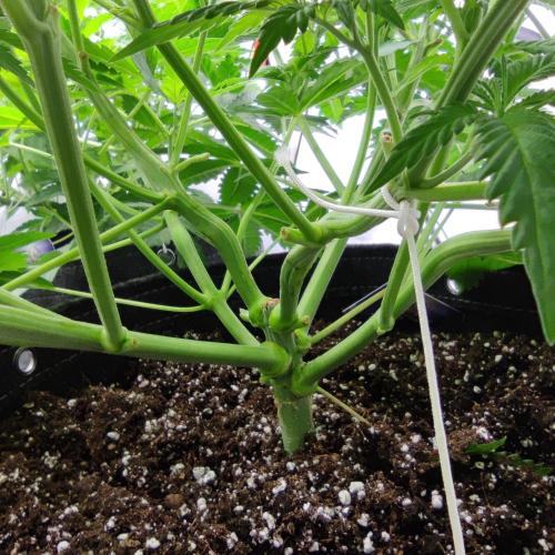 Lepkavá brokolice. Week 5