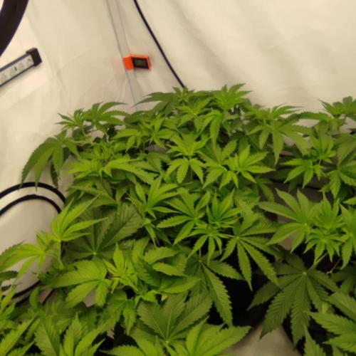 Lepkavá brokolice. Week 5