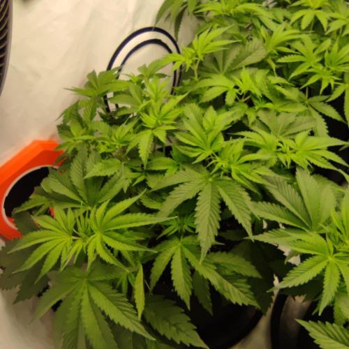 Lepkavá brokolice. Week 5