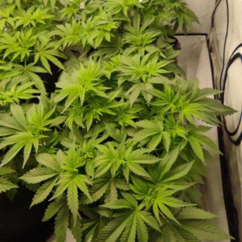 Lepkavá brokolice. Week 5