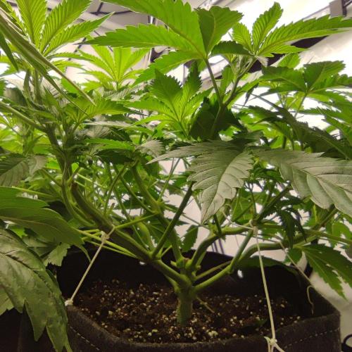 Lepkavá brokolice. Week 5