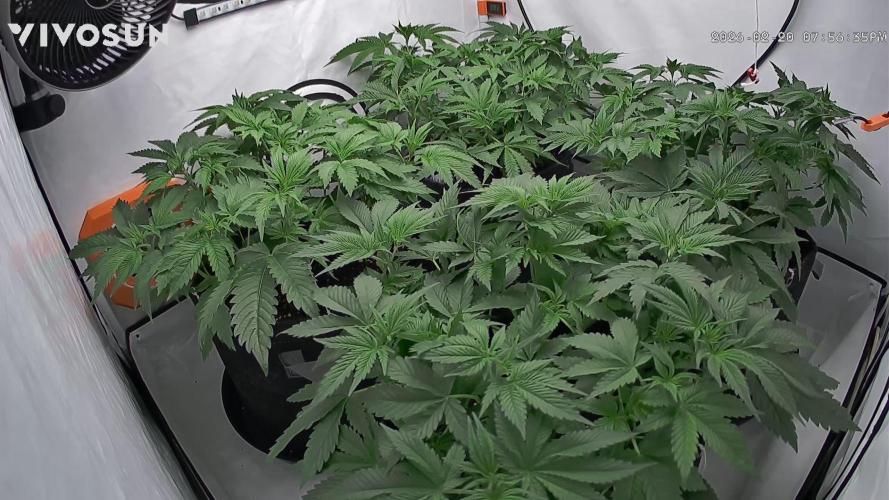 Lepkavá brokolice. Week 5