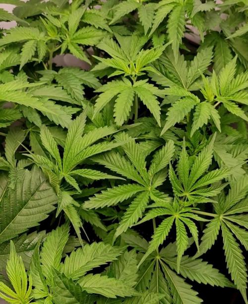 Lepkavá brokolice. Week 5