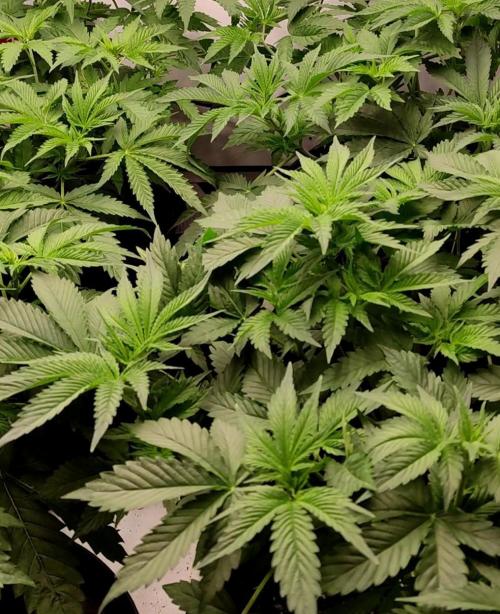 Lepkavá brokolice. Week 5