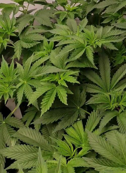 Lepkavá brokolice. Week 5