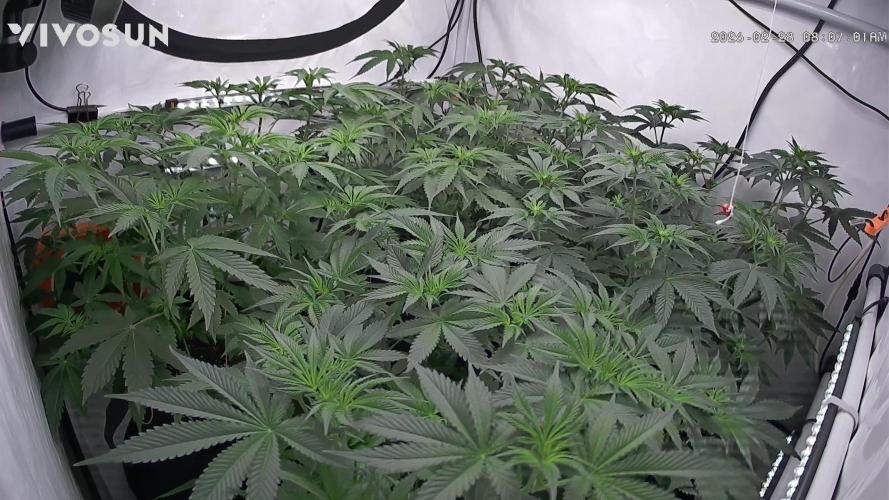 Lepkavá brokolice. Week 6