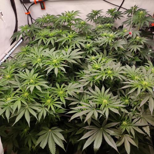 Lepkavá brokolice. Week 7