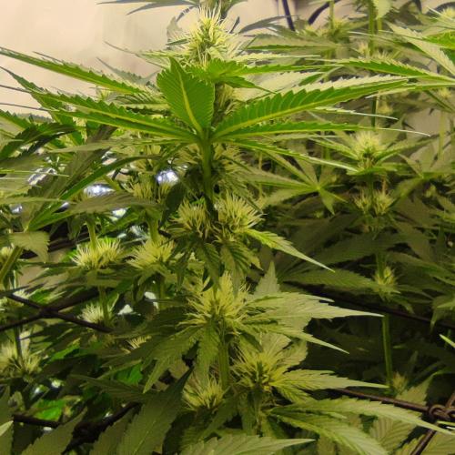Lepkavá brokolice. Week 8