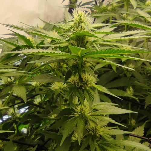 Lepkavá brokolice. Week 8
