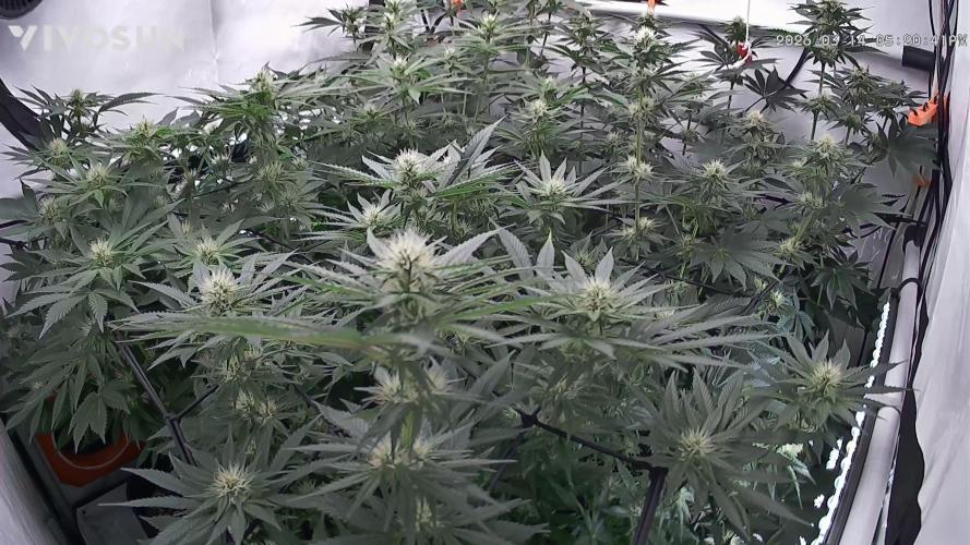 Lepkavá brokolice. Week 8