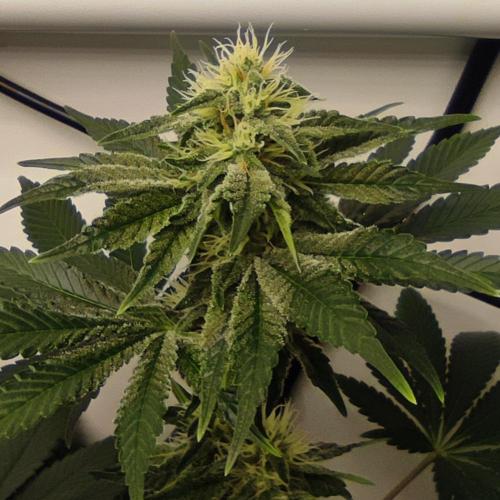 Lepkavá brokolice. Week 9