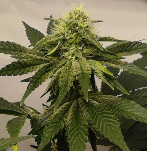 Lepkavá brokolice. Week 9