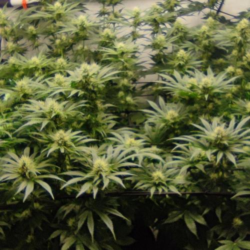 Lepkavá brokolice. Week 9