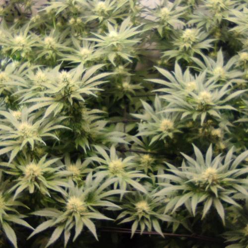 Lepkavá brokolice. Week 9