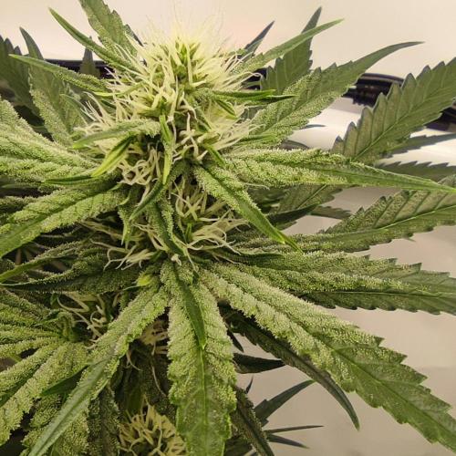 Lepkavá brokolice. Week 9