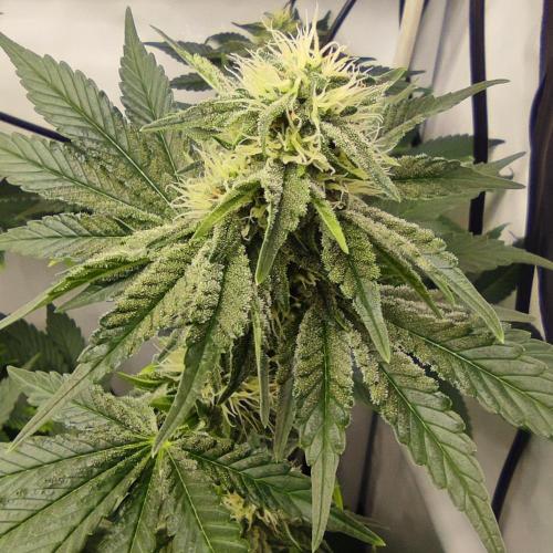 Lepkavá brokolice. Week 9