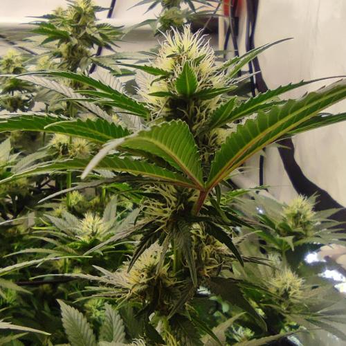 Lepkavá brokolice. Week 9