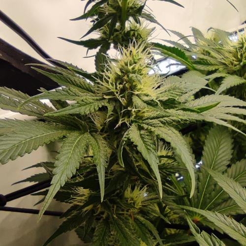 Lepkavá brokolice. Week 9
