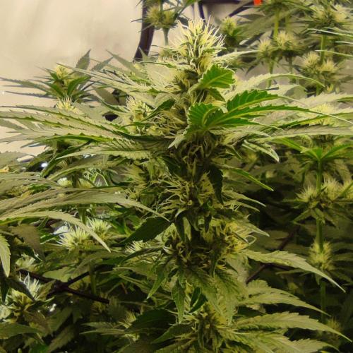 Lepkavá brokolice. Week 9