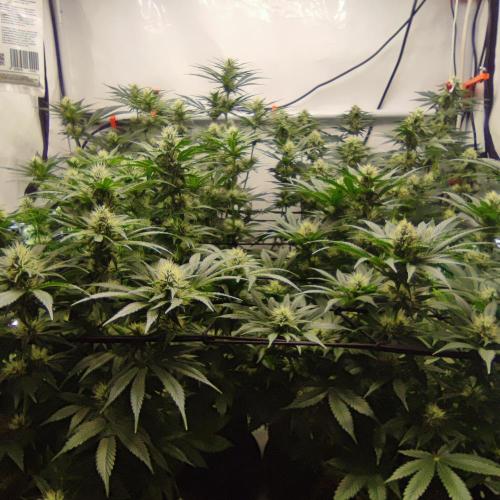 Lepkavá brokolice. Week 9