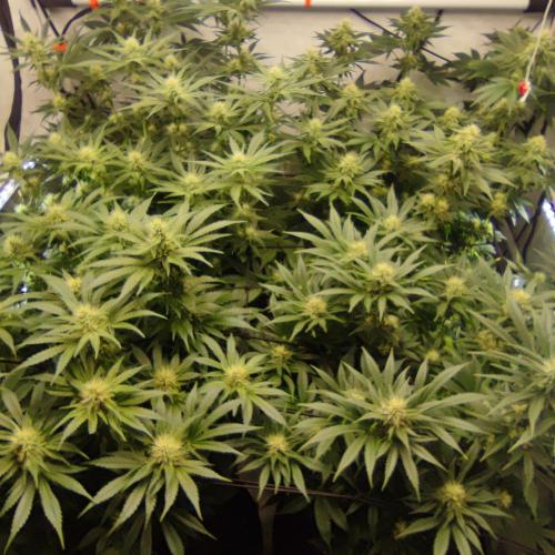 Lepkavá brokolice. Week 9