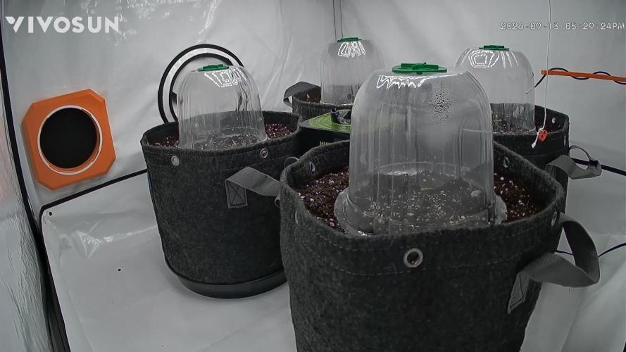 Candy House. Week 1