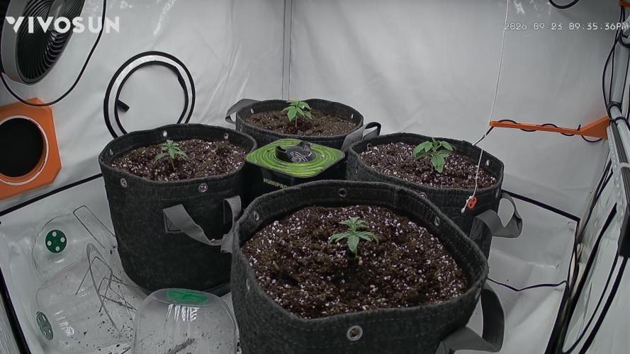 Candy House. Week 2