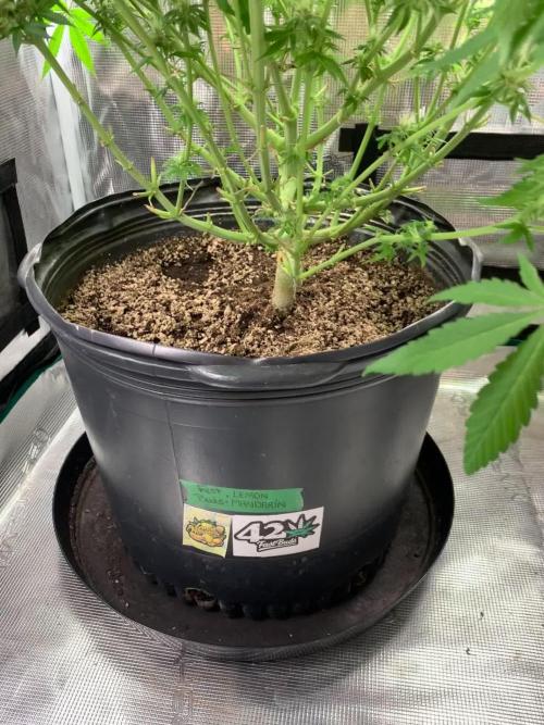 Citrus duo:Lemon🍋Mandarin🍊