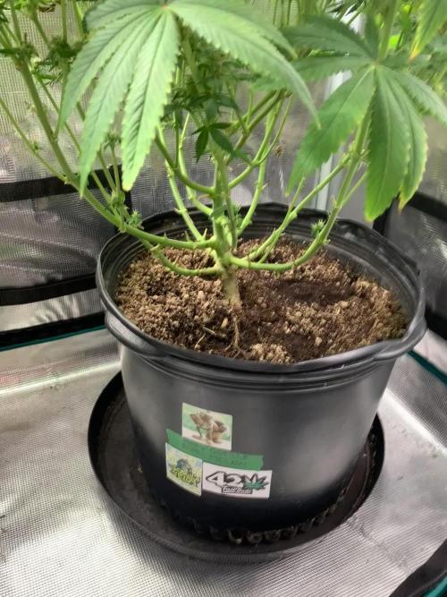 Go-Gorilla Melon 🦍🍉