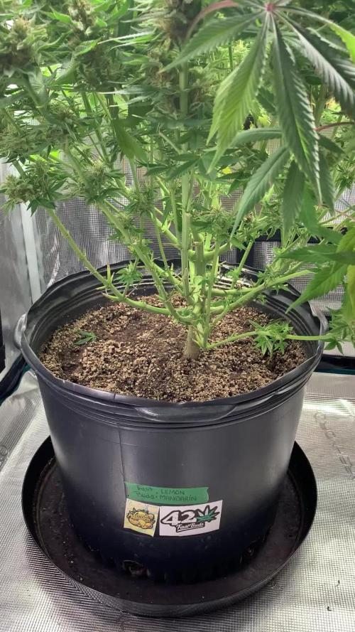 Citrus duo:Lemon🍋Mandarin🍊