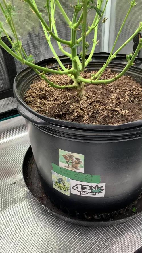 Go-Gorilla Melon 🦍🍉