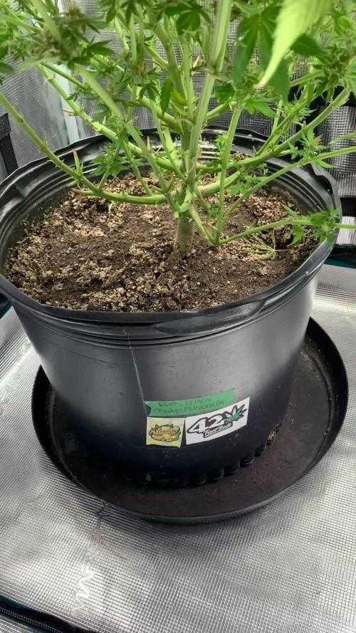 Citrus duo:Lemon🍋Mandarin🍊