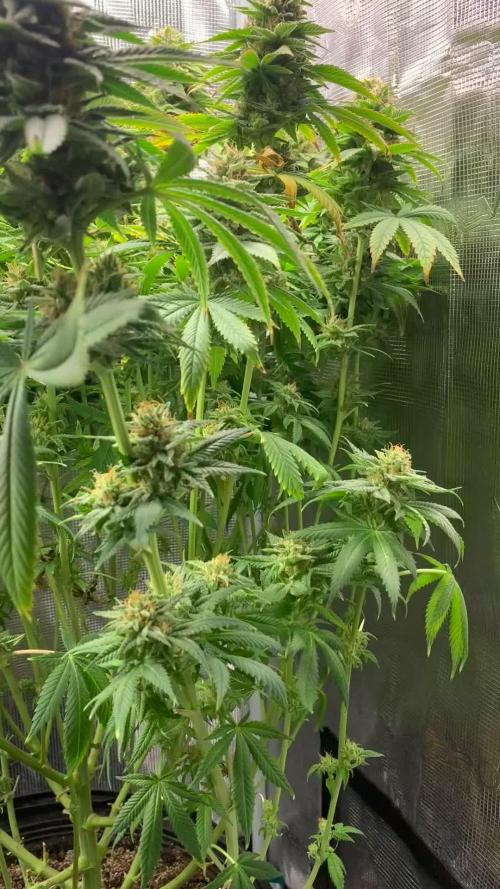 Go-Gorilla Melon 🦍🍉