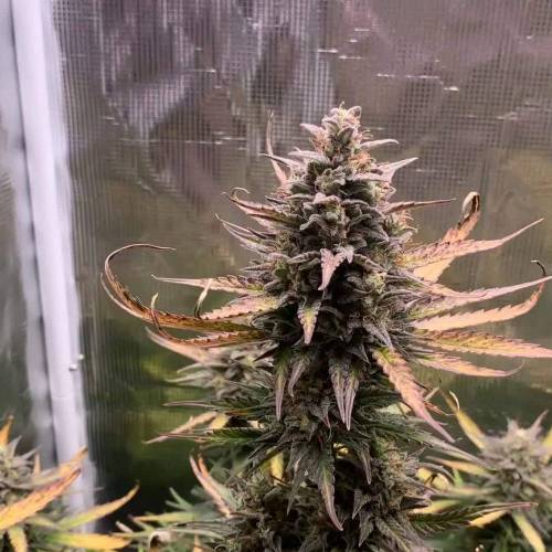 QCS~AUTO FAT BASTARD~