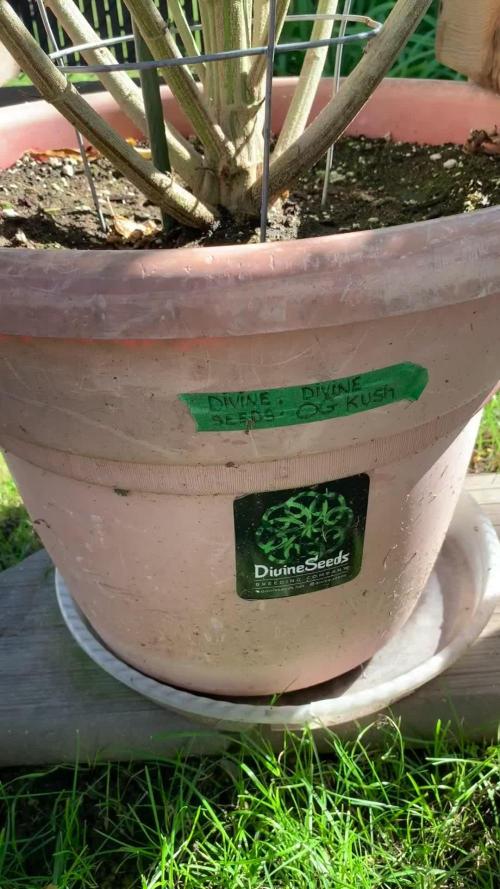 Kush Kush in the Bush