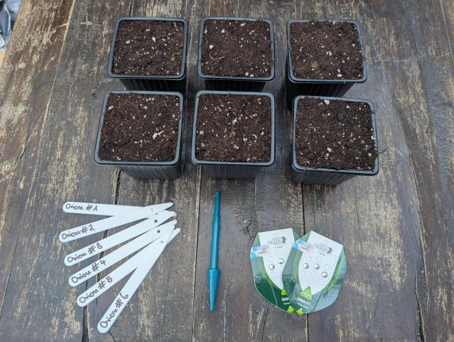 #004 RQS Orion F1. Week 0 - Day 1 - preparing the pots and Putting the seeds into the soil.