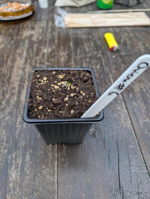 #004 RQS Orion F1. Week 0 - Day 6 - Orion F1 #6