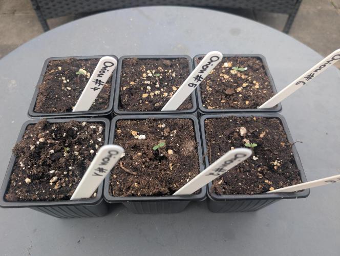 #004 RQS Orion F1. Week 1 - Day 7