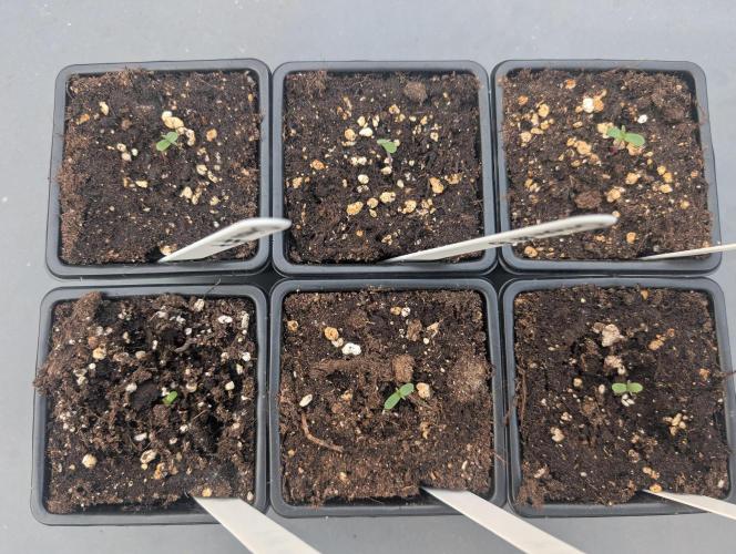 #004 RQS Orion F1. Week 1 - Day 7