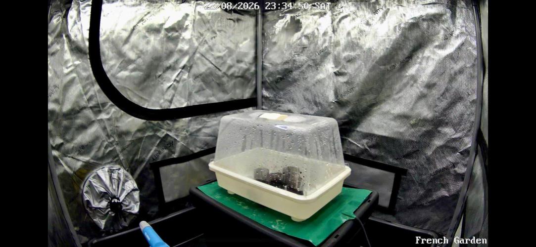Orbital Banana F1 - RQS - 2nd Grow. Week 0 - Born on 23-8-2026